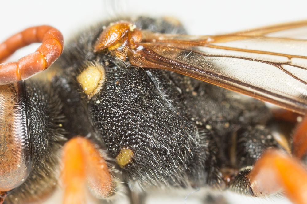 Nomada basalis Herrich-Schäffer, 1839