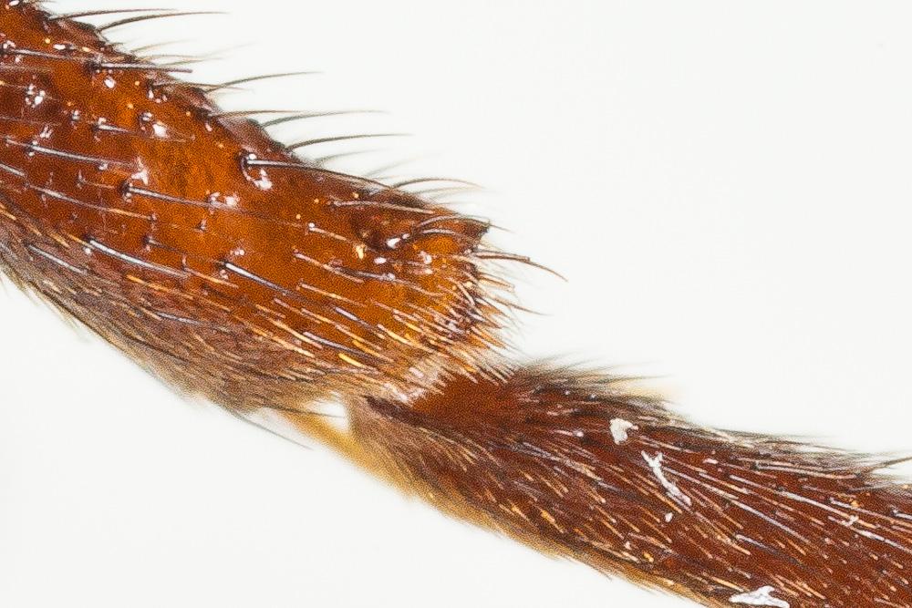 Nomada leucophthalma (Kirby, 1802)