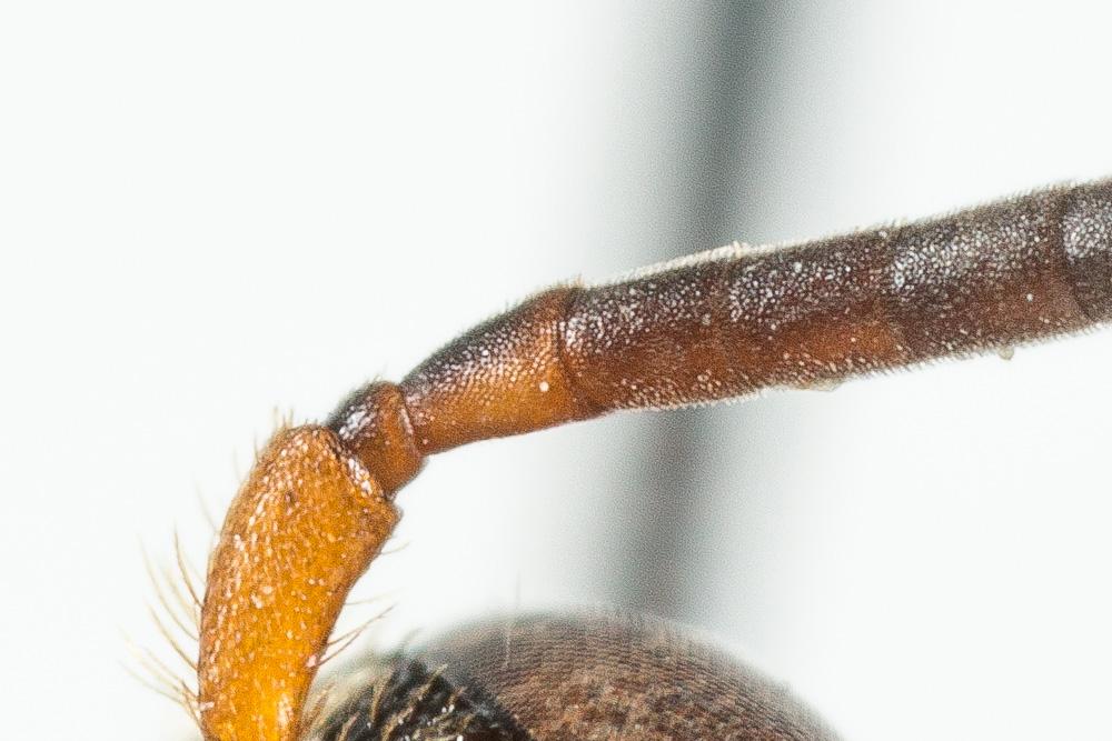 Nomada flavopicta (Kirby, 1802)
