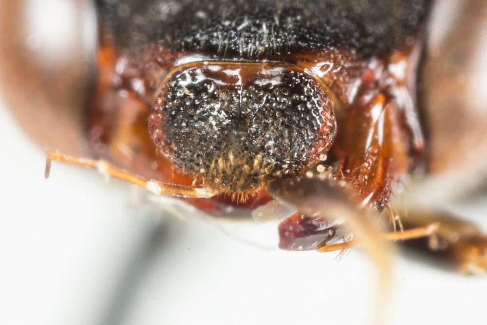 Nomada armata Herrich-Schäffer, 1839