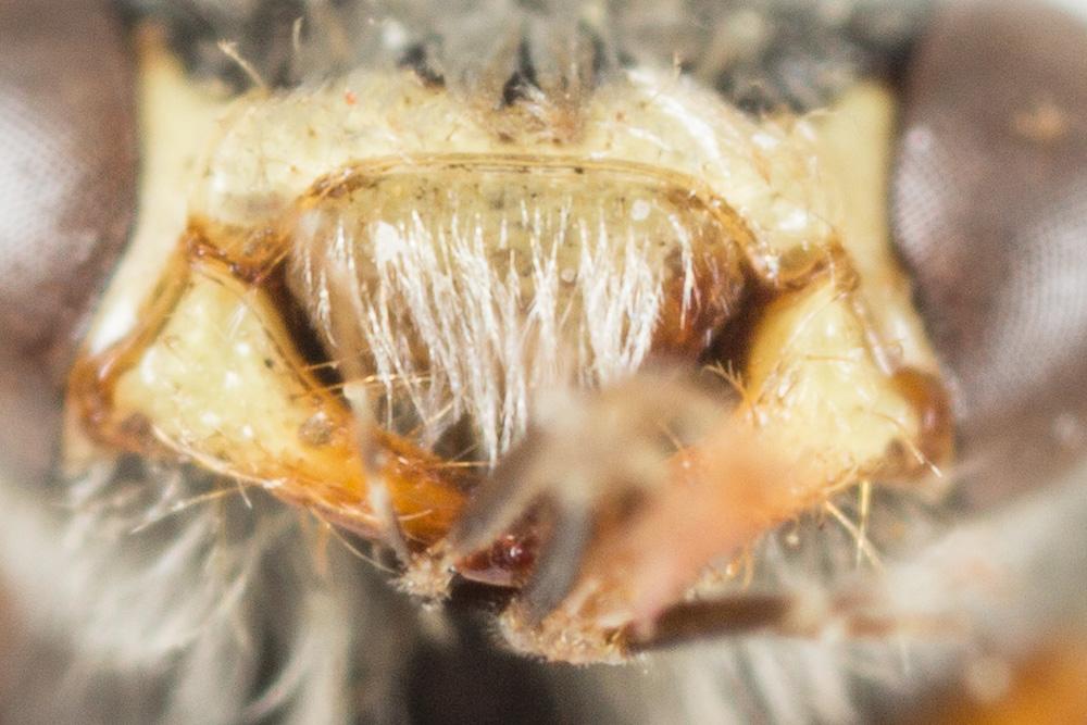 Nomada alboguttata Herrich-Schäffer, 1839