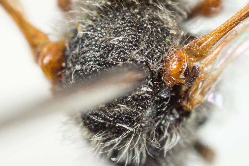  Nomada alboguttata Herrich-Schäffer, 1839