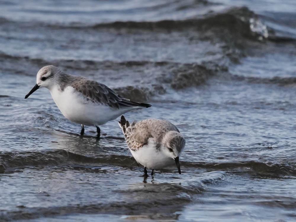 Bécasseau sanderling Calidris alba (Pallas, 1764)