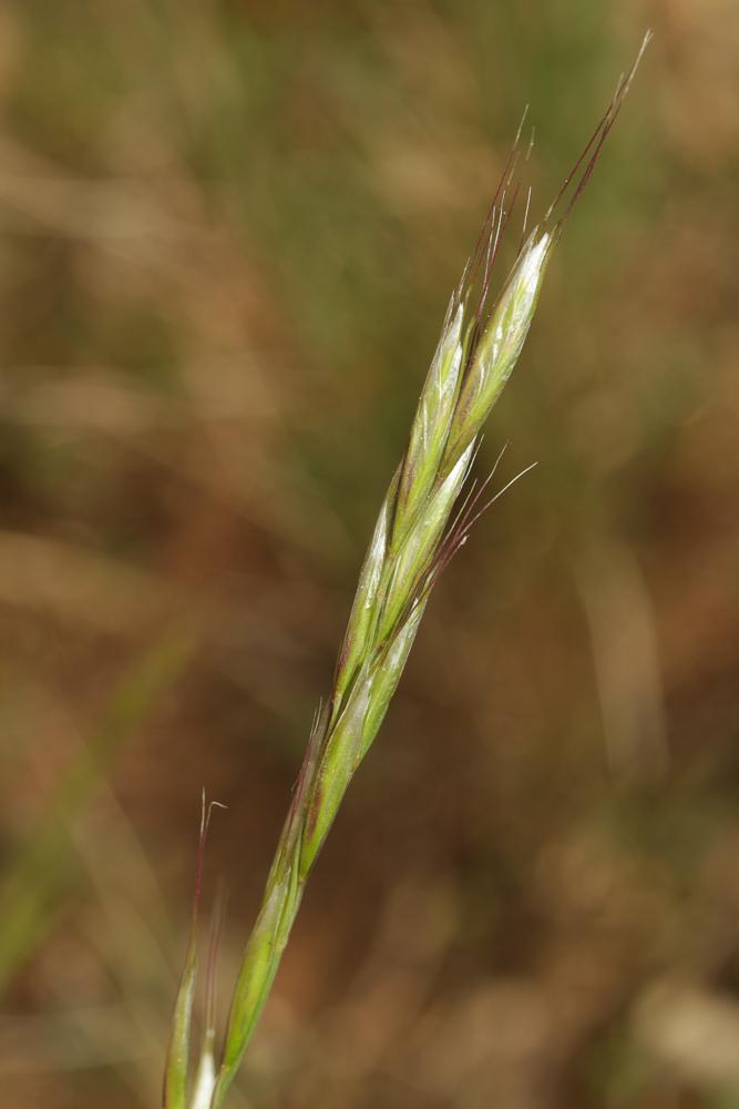 Avoine pubescente Avenula pubescens (Huds.) Dumort., 1868