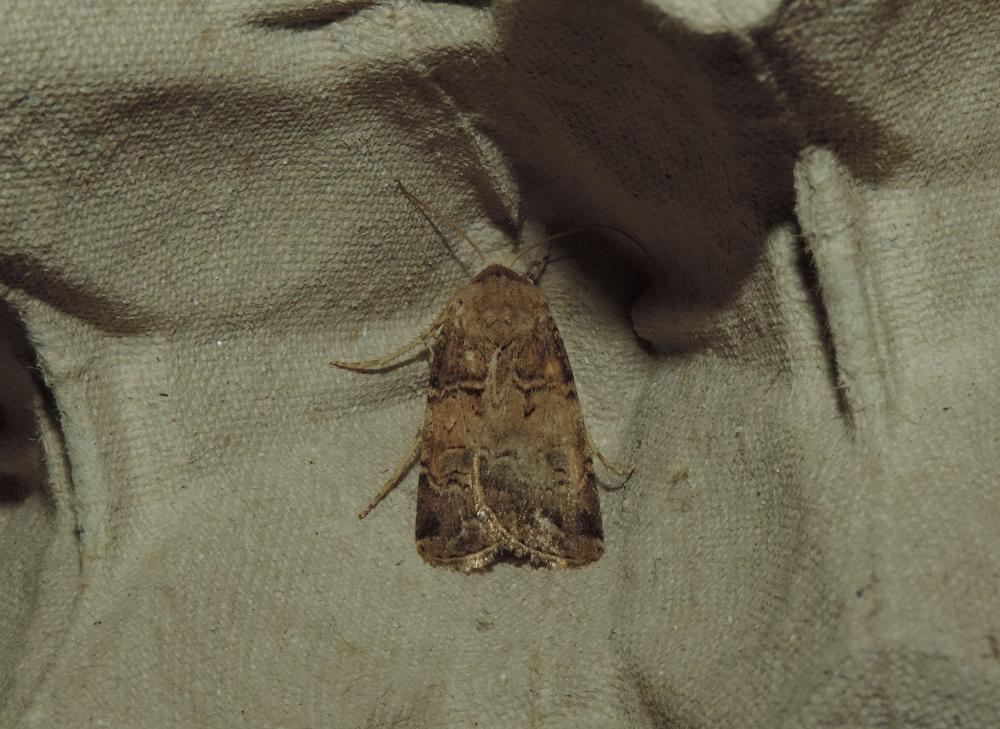 Spodoptère canarienne (La) Spodoptera cilium Guenée, 1852