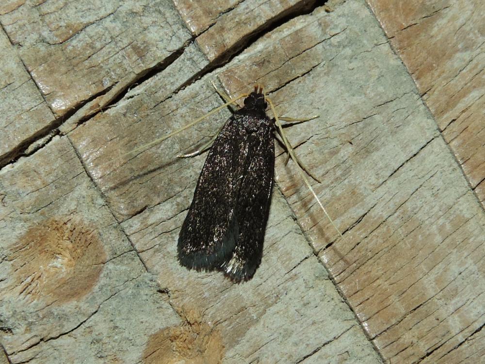 Eurodachtha canigella (Caradja, 1920)