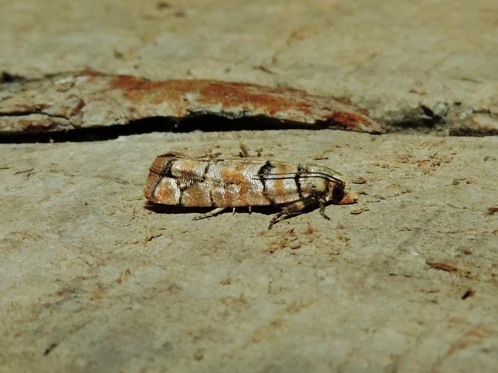  Pseudococcyx tessulatana (Staudinger, 1871)