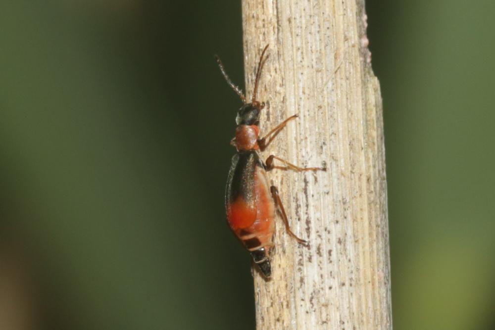  Cerapheles terminatus (Ménétriés, 1832)