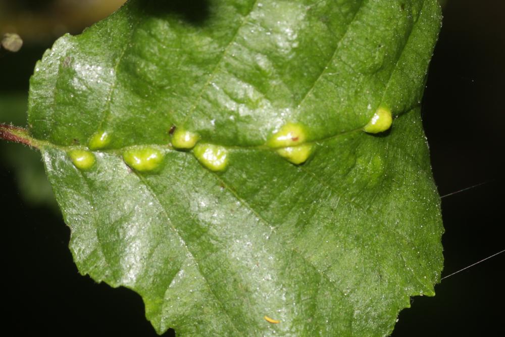  Eriophyes inangulis Nalepa, 1919