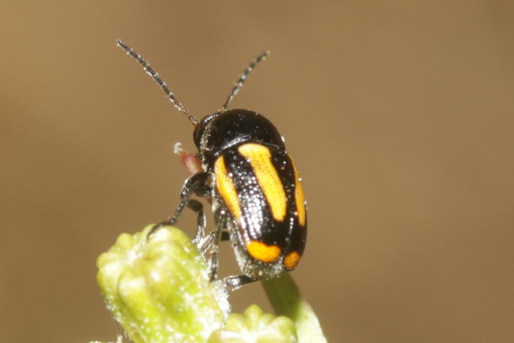  Cryptocephalus vittatus Fabricius, 1775