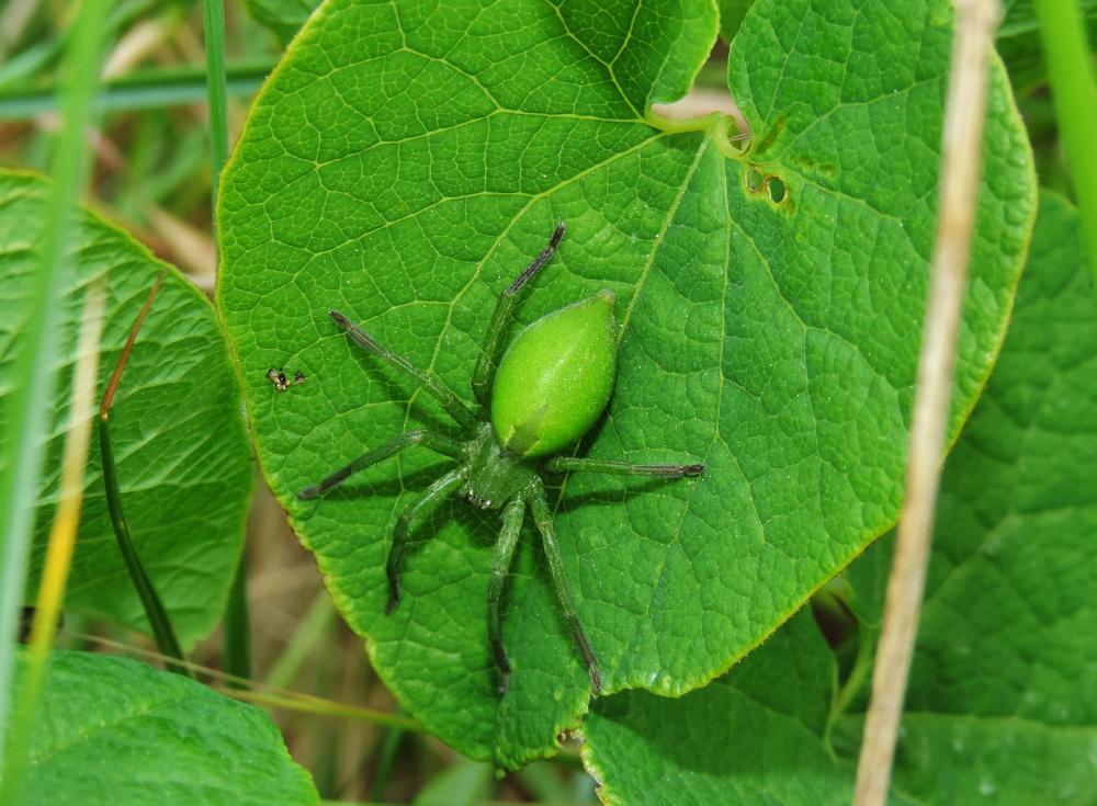 Micrommate émeraude Micrommata virescens (Clerck, 1758)