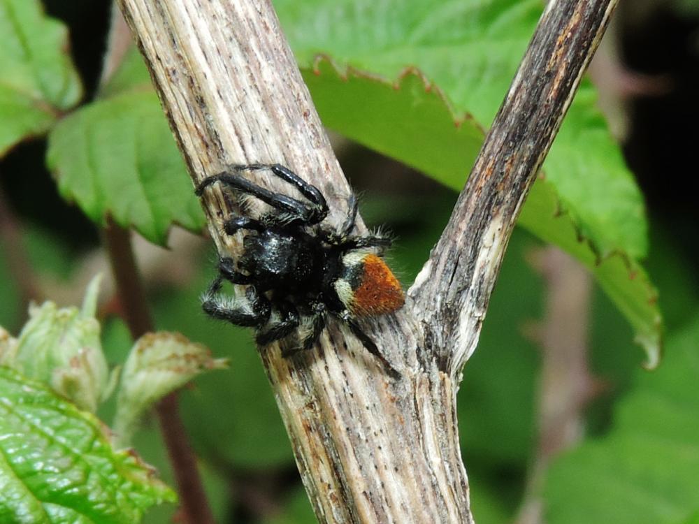  Carrhotus xanthogramma (Latreille, 1819)