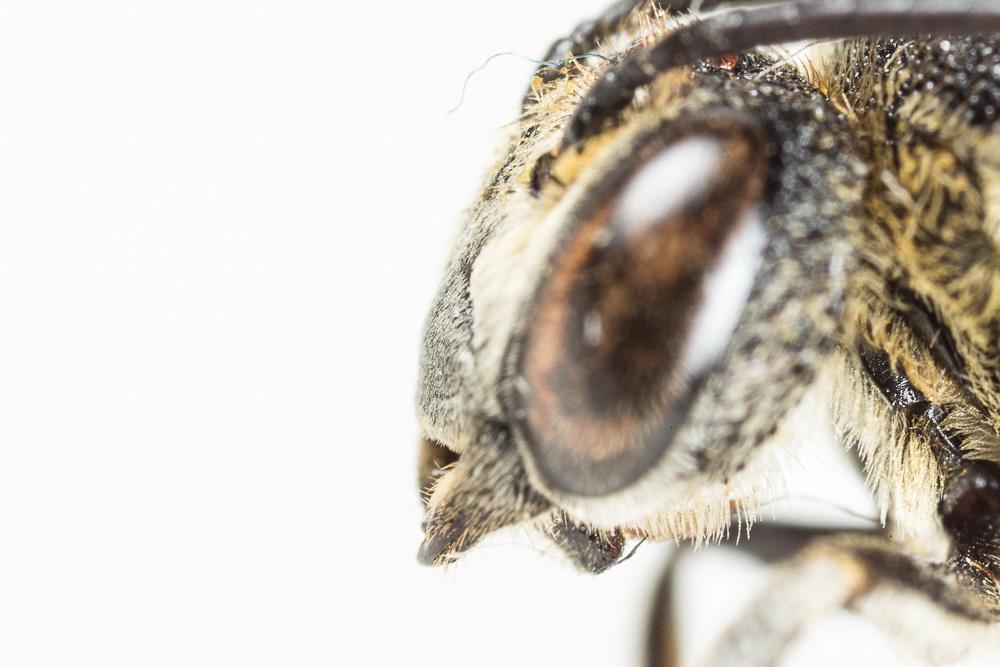 Coelioxys aurolimbata Förster, 1853