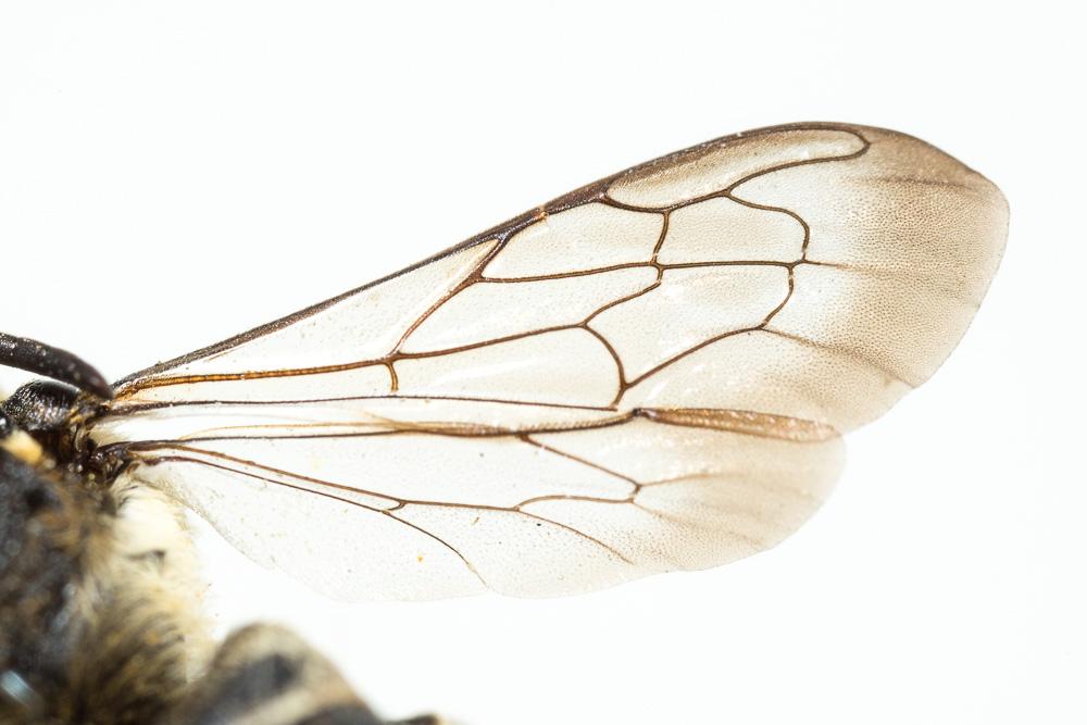 Coelioxys aurolimbata Förster, 1853