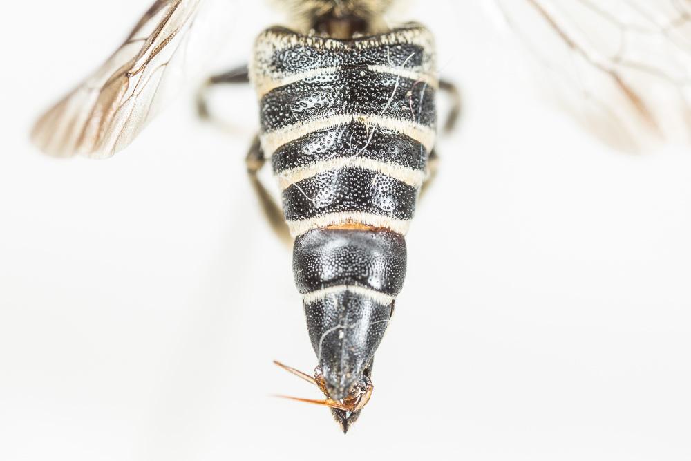  Coelioxys aurolimbata Förster, 1853