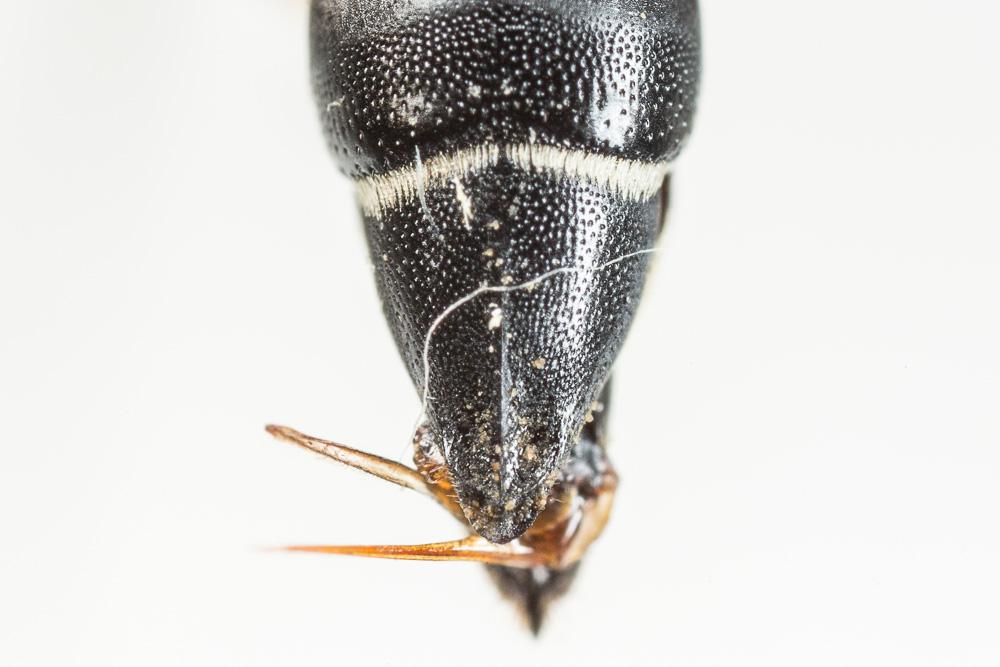  Coelioxys aurolimbata Förster, 1853