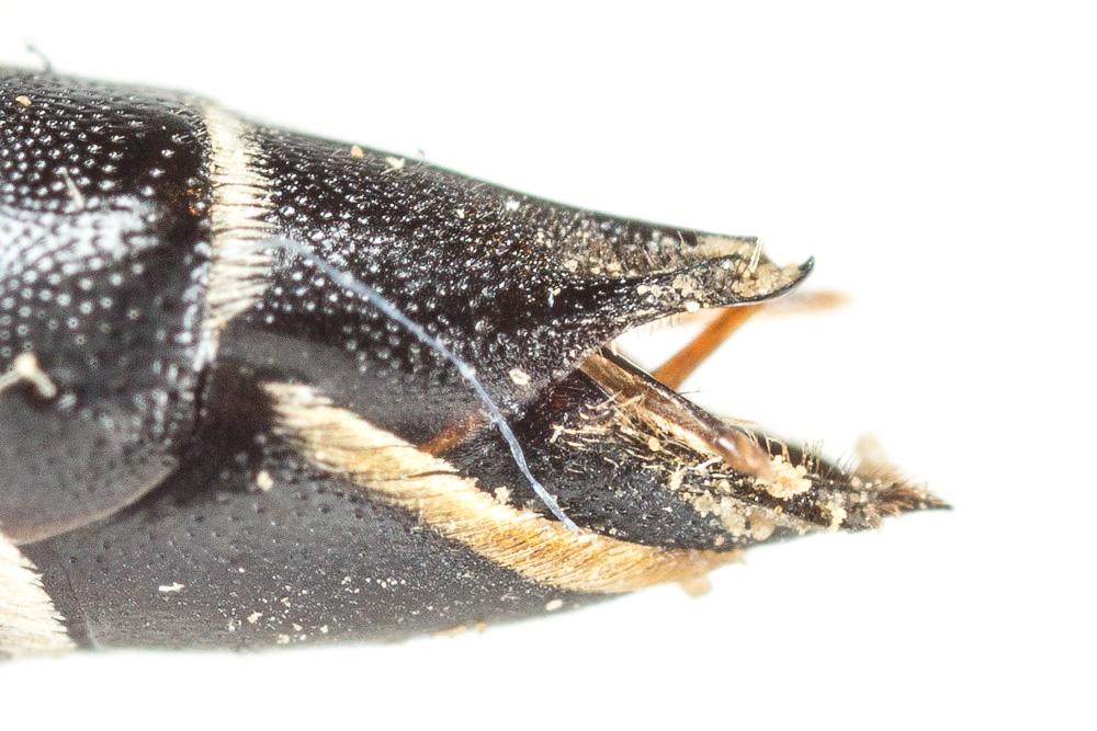  Coelioxys aurolimbata Förster, 1853