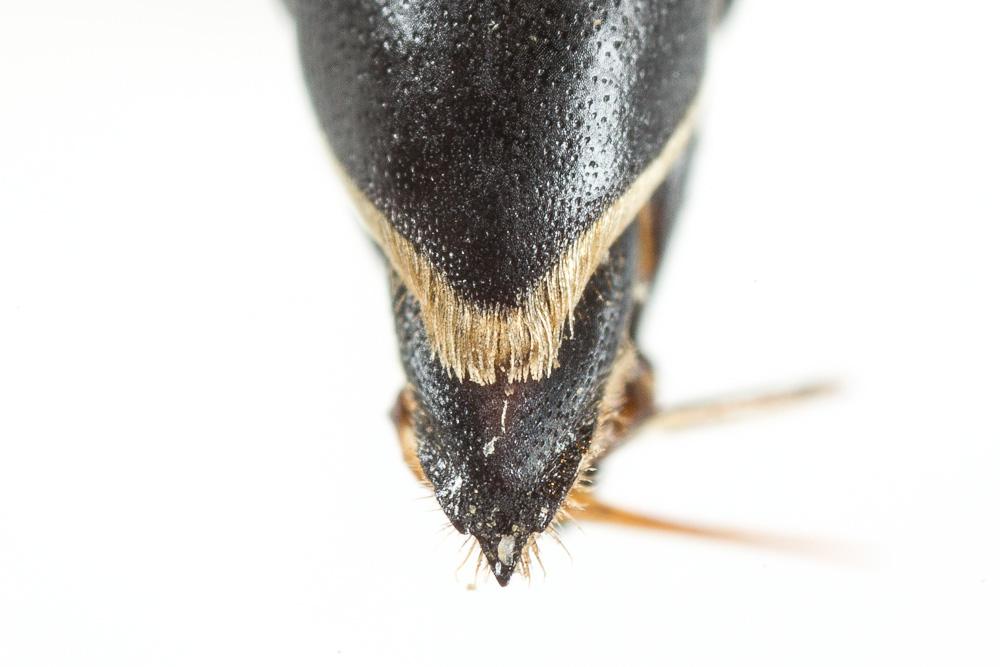 Coelioxys aurolimbata Förster, 1853