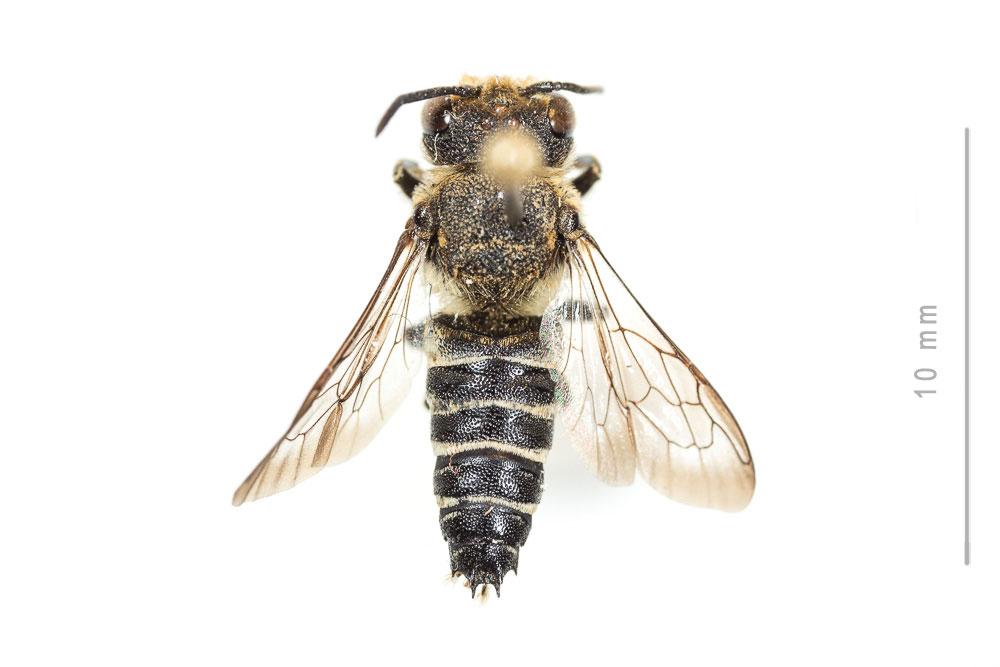 Coelioxys aurolimbata Förster, 1853