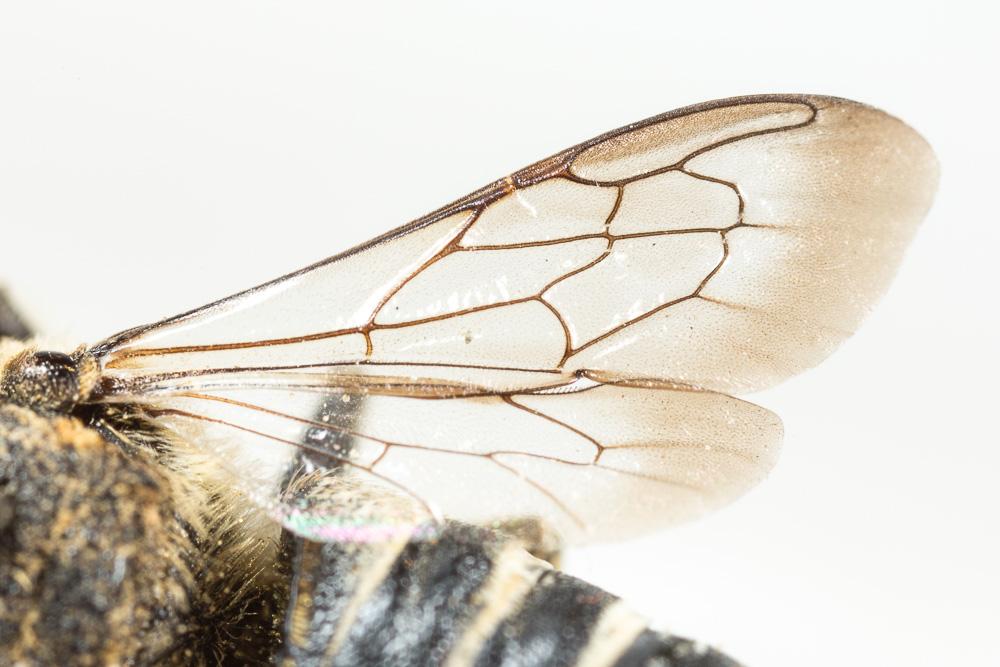  Coelioxys aurolimbata Förster, 1853