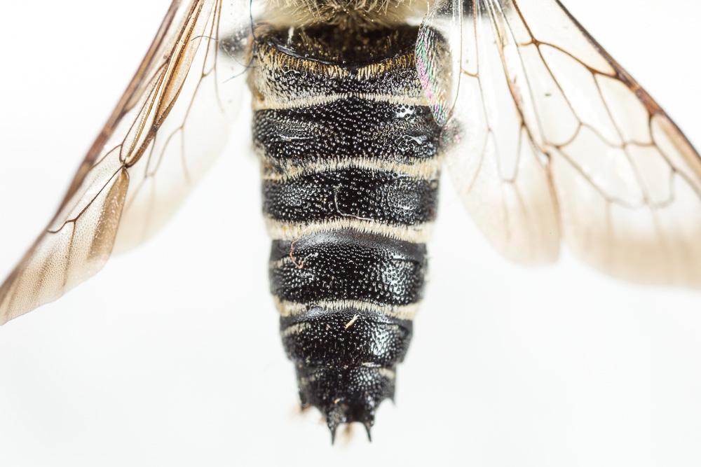 Coelioxys aurolimbata Förster, 1853
