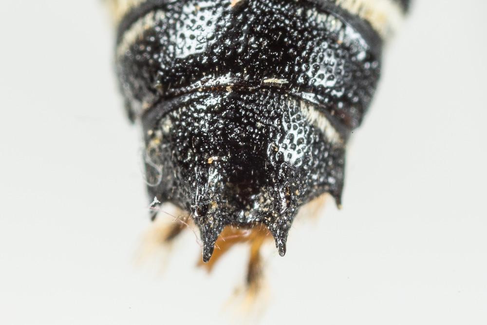  Coelioxys aurolimbata Förster, 1853