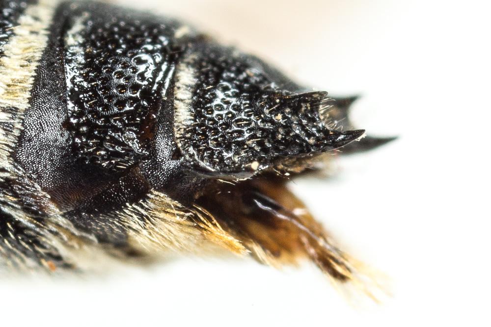  Coelioxys aurolimbata Förster, 1853