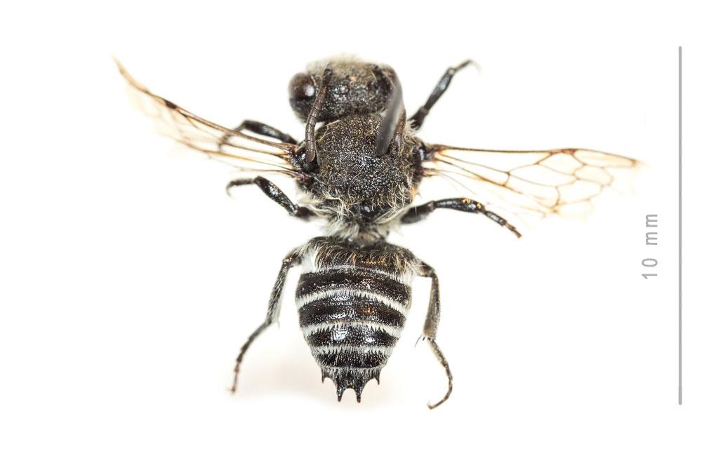  Coelioxys quadridentata (Linnaeus, 1758)