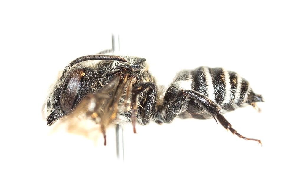 Coelioxys quadridentata (Linnaeus, 1758)
