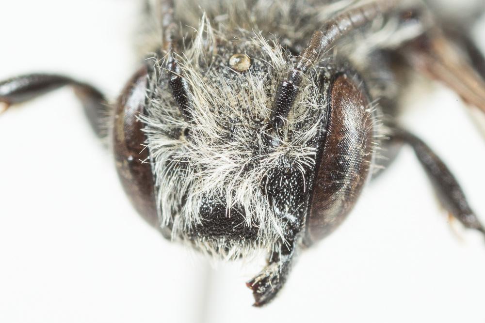 Coelioxys quadridentata (Linnaeus, 1758)