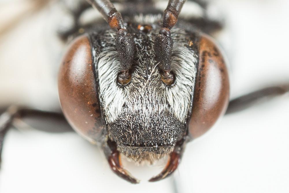 Triepeolus tristis (Smith, 1854)