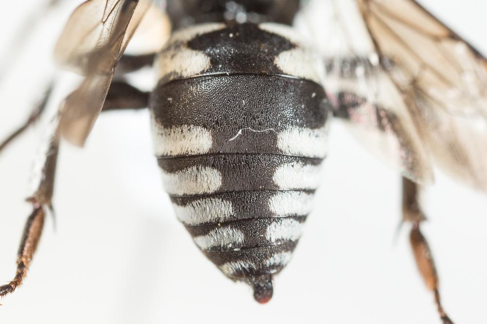 Triepeolus tristis (Smith, 1854)
