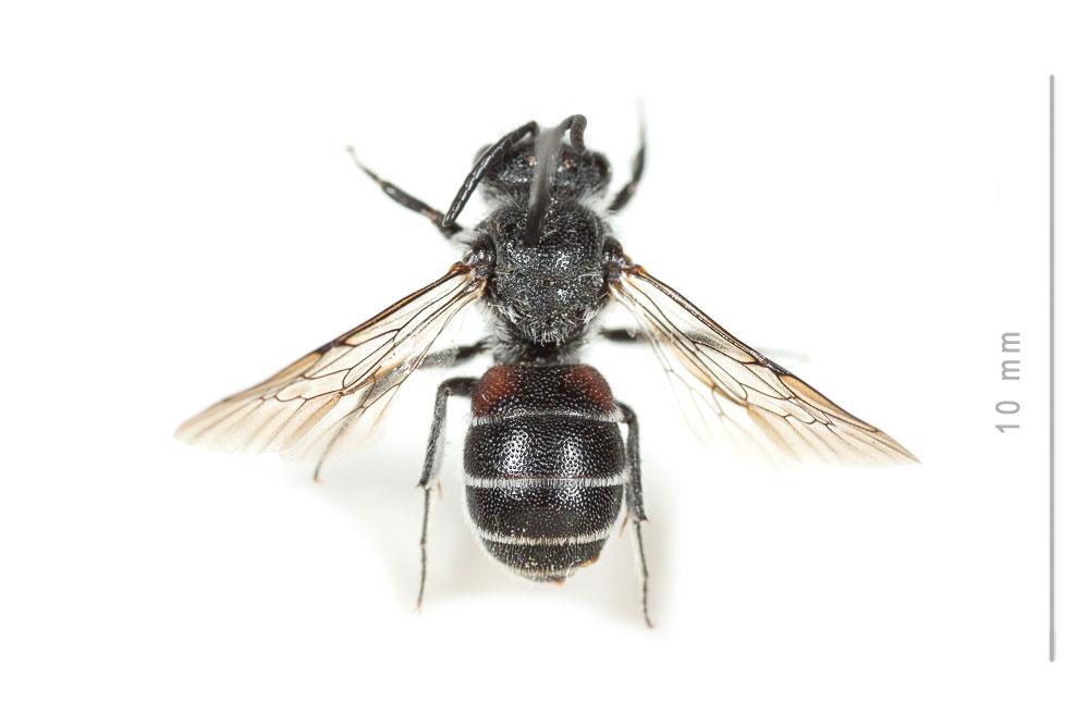Dioxys cinctus (Jurine, 1807)