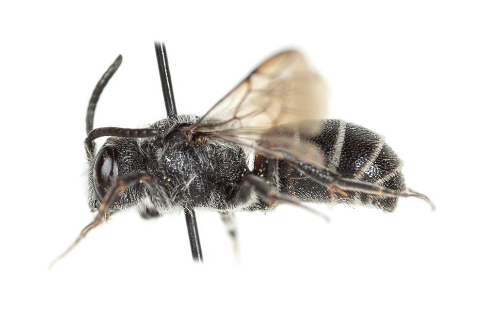  Dioxys cinctus (Jurine, 1807)