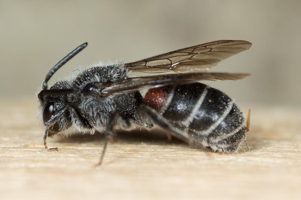  Dioxys cinctus (Jurine, 1807)