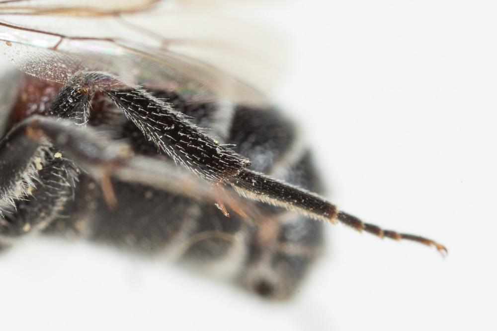  Dioxys cinctus (Jurine, 1807)