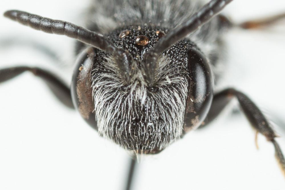  Dioxys cinctus (Jurine, 1807)