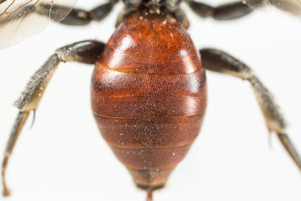 Ammobates muticus Spinola, 1843