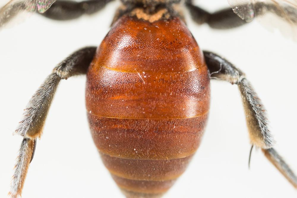 Ammobates muticus Spinola, 1843