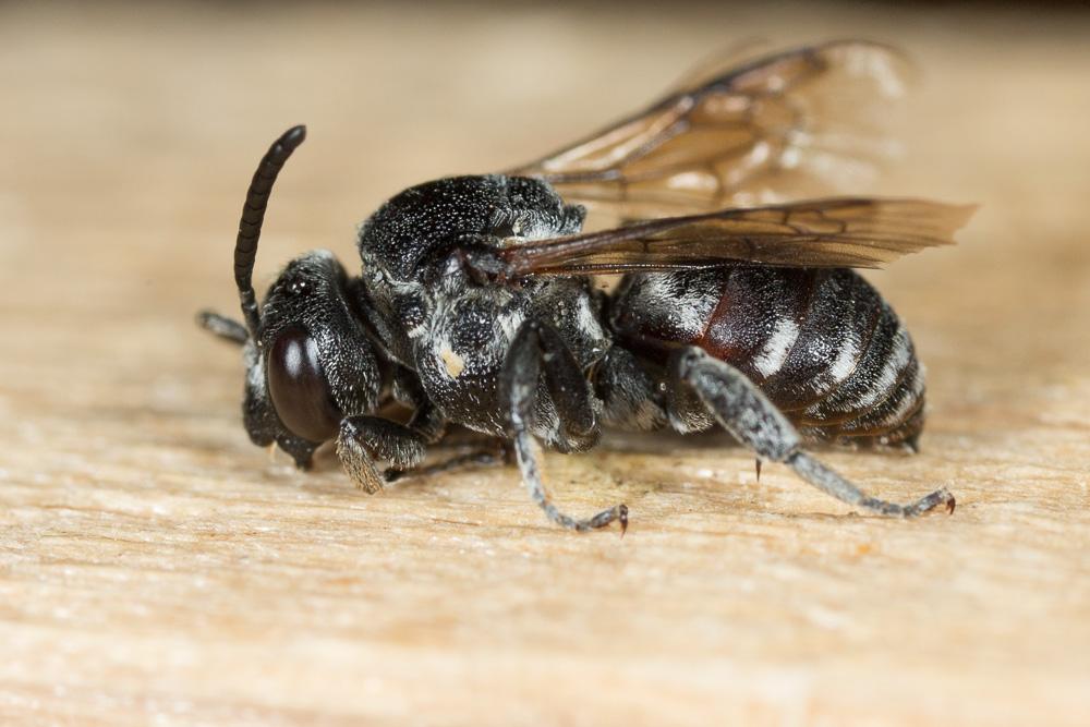 Ammobates punctatus (Fabricius, 1804)