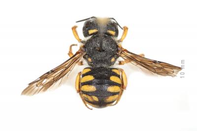  Pseudoanthidium melanurum (Klug, 1832)