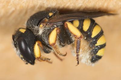  Pseudoanthidium melanurum (Klug, 1832)