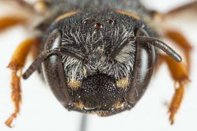  Pseudoanthidium melanurum (Klug, 1832)