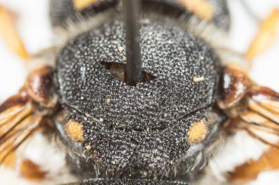  Pseudoanthidium melanurum (Klug, 1832)
