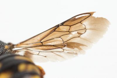  Pseudoanthidium melanurum (Klug, 1832)