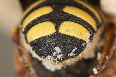  Pseudoanthidium melanurum (Klug, 1832)