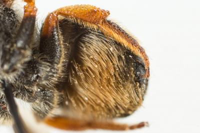  Pseudoanthidium melanurum (Klug, 1832)