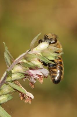 Abeille domestique, Abeille européenne, Abeille me Apis mellifera Linnaeus, 1758