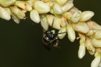  Hylaeus communis Nylander, 1852