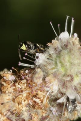  Hylaeus communis Nylander, 1852